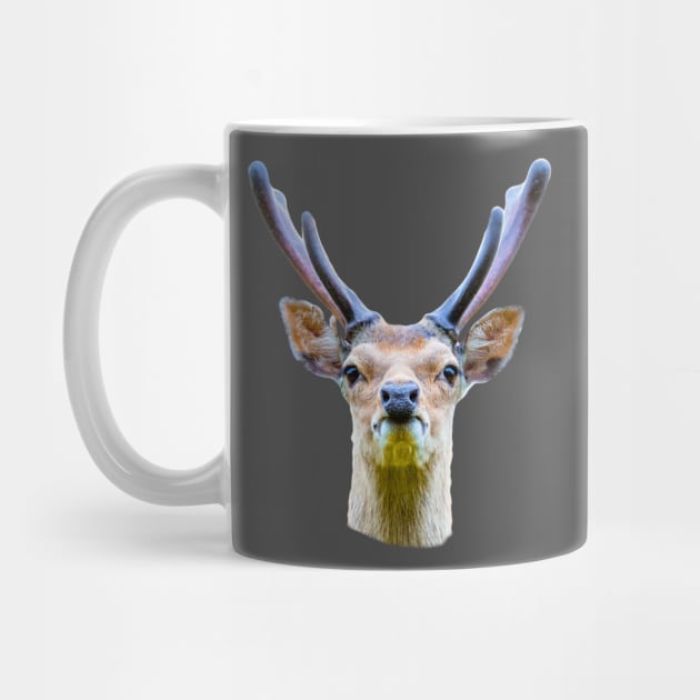 Sitka deer in velvet by dalyndigaital2@gmail.com